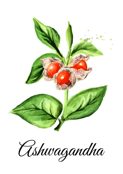 有叶和浆果的植物，或有催眠草、印度人参、毒醋栗或冬樱桃。手绘水彩插图孤立的白色背景图片下载