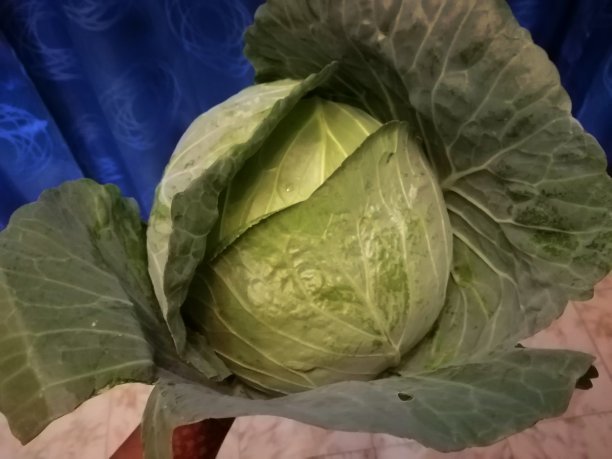 卷心菜图片下载