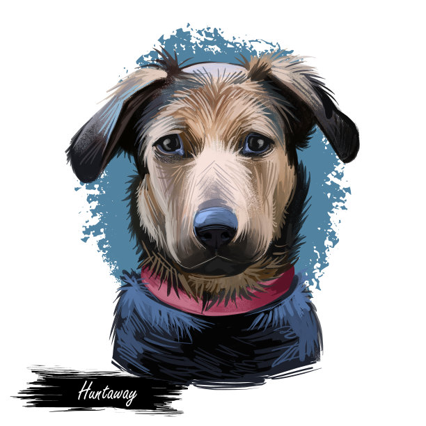 Huntaway，新西兰Huntaway狗数字艺术插图孤立在白色背景。原产新西兰的大型三色工作犬。宠物手绘肖像。网页印刷的图形剪辑艺术设计图片下载