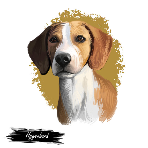 Hygenhund, hygenhound狗数字艺术插图孤立在白色背景。挪威原产中型猎犬。宠物手绘肖像。图形剪辑艺术设计的网页，打印。图片下载