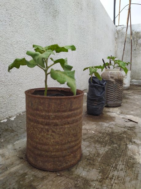 在一些用过的空罐子或炉栅中种植作物的家庭农业图片下载