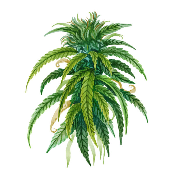 大麻的花图片下载