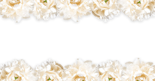 白色牡丹花孤立在白色框架。图片下载
