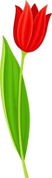 郁金香花芽在绿色直立茎上孤立图片下载