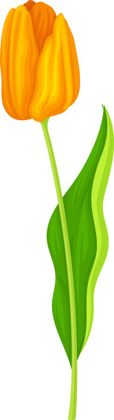 郁金香花芽在绿色直立茎上孤立图片下载