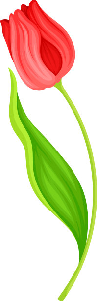 弯曲的郁金香花，绿色的尖叶和图片下载