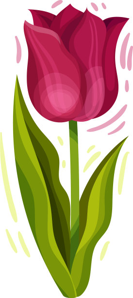 嫩郁金香花，绿色尖叶图片下载