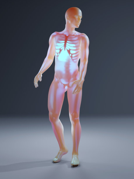 人体解剖学可视化-骨骼在一个半透明的身体图片下载