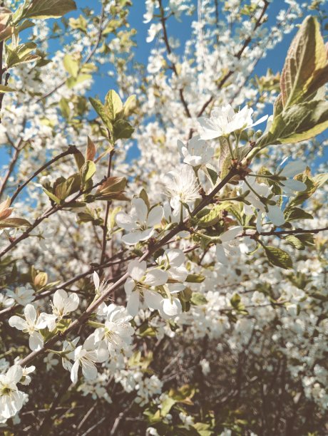 早春开花的樱桃图片下载