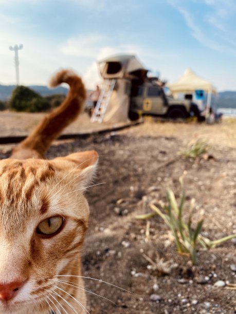 露营者的猫图片下载