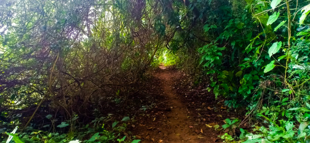 喀拉拉邦河边的人行道图片下载