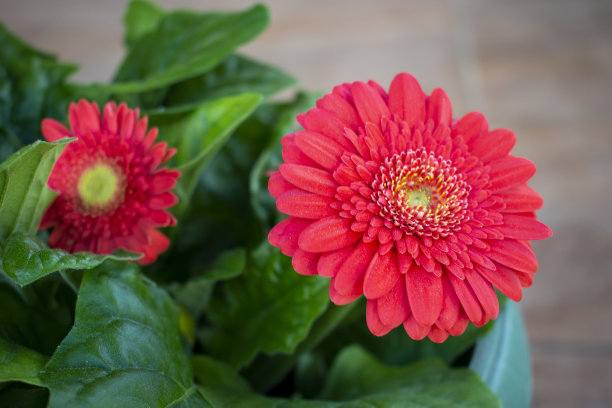 红非洲菊头(雏菊)微距照片图片下载