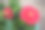 红非洲菊头(雏菊)微距照片图片下载