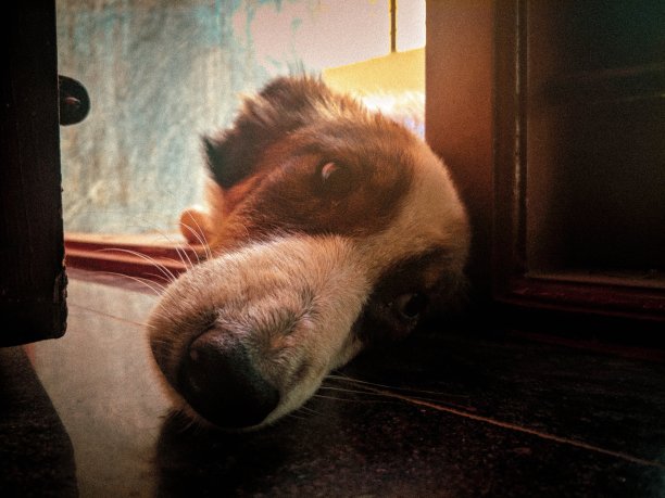 宠物狗图片下载