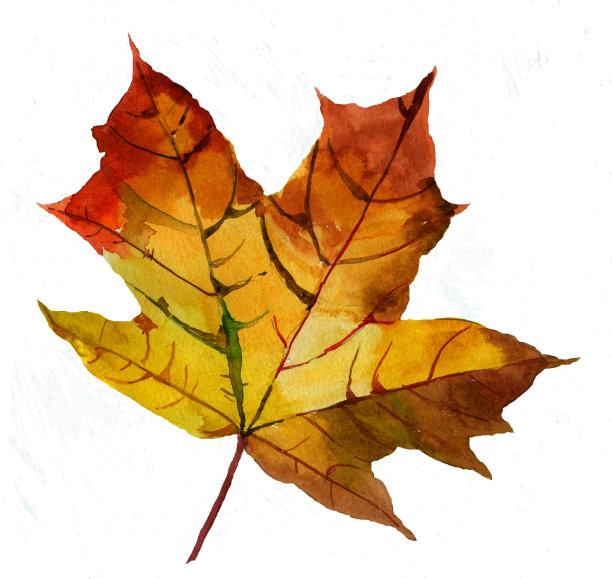 水彩秋橙枫叶孤立在白色插图图片下载