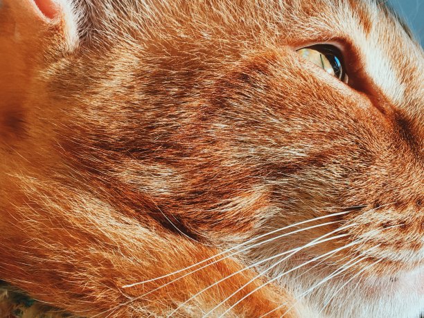 黄色的猫图片下载