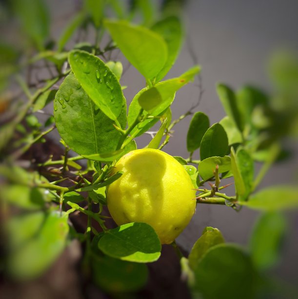 在花园里种植黄色的柠檬植物，可以提高免疫力，它是维生素C的良好来源，有助于减肥和改善皮肤质量图片下载