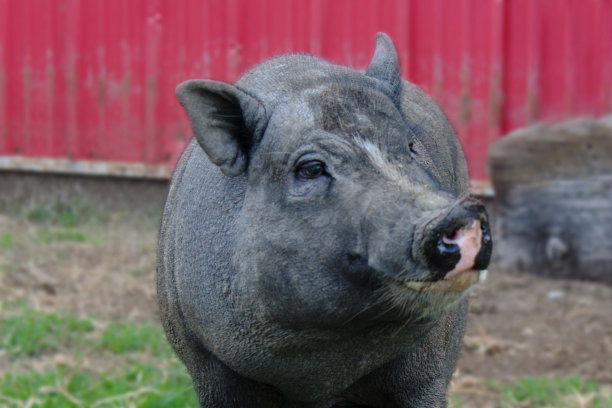 锅大肚子的猪图片下载