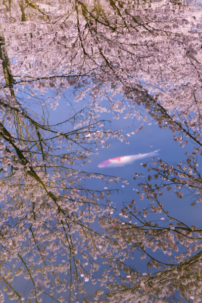 樱花和鲤鱼倒映在美丽的粉红色池塘里的照片图片下载
