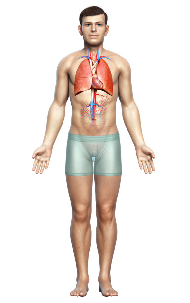3d渲染，医学上准确的男性肺解剖的插图图片下载