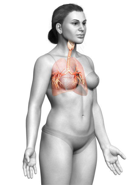 呼吸系统喉部、气管、支气管部分的三维图示。图片下载