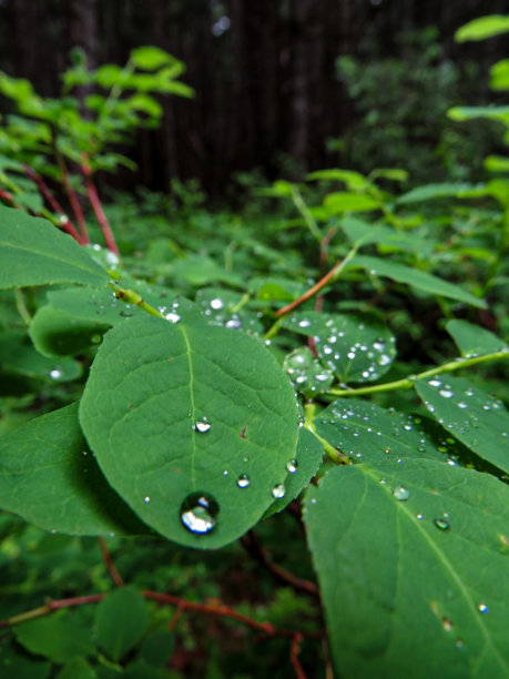 森林里有新鲜的降雨图片下载