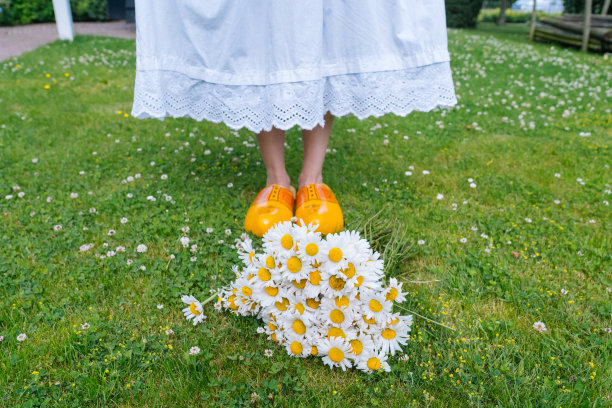 夏日花园中美丽的白色雏菊花束。绿草中的洋甘菊。妇女们穿着白色的连衣裙和传统的荷兰木鞋——黄色木屐(klompen)，背景是一束鲜花。图片下载