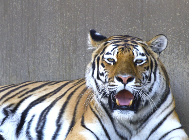 东北虎的肖像直视着镜头图片下载