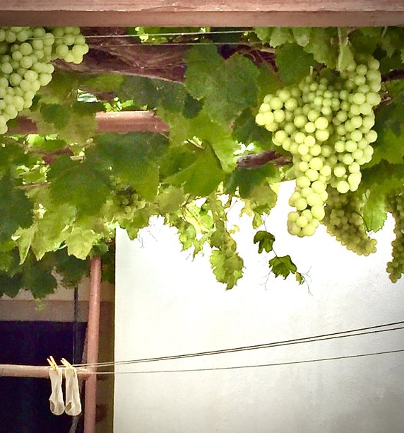 当地的葡萄和袜子图片下载