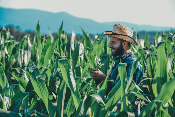 男人在玉米田图片下载