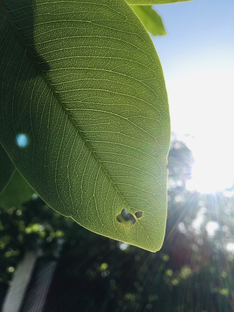 美丽的叶子图片下载