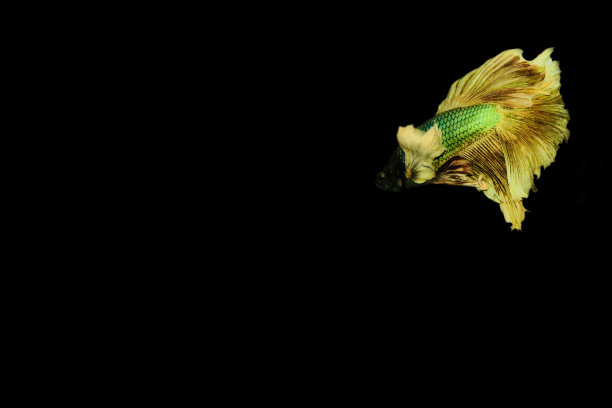 黑色背景上的真正的斗鱼图片下载