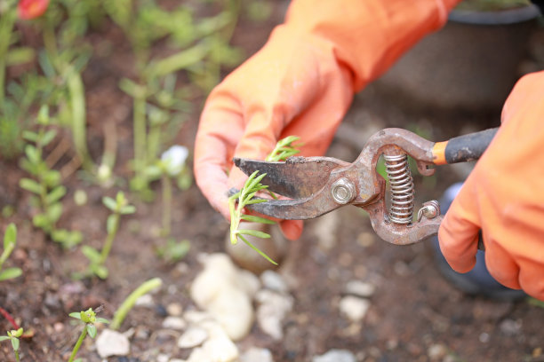 植树种花活动图片下载