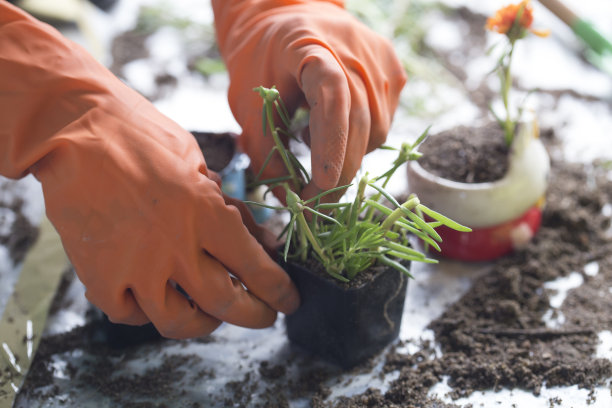 植树种花活动图片下载