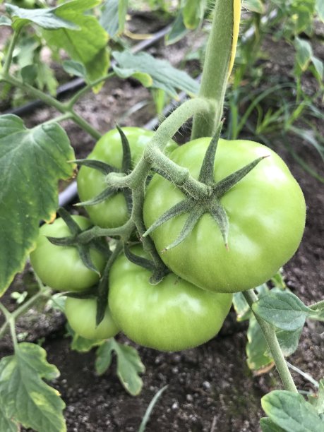 绿色的西红柿图片下载