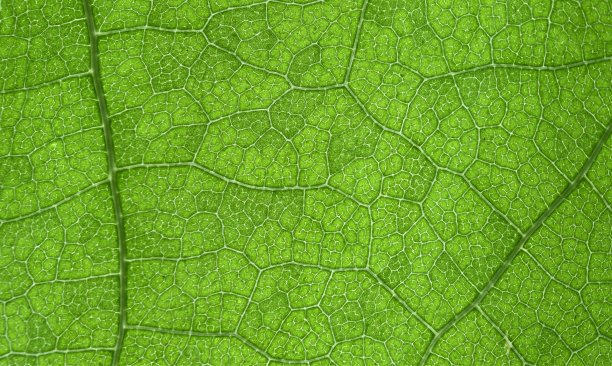 绿叶背景的宏。图片下载