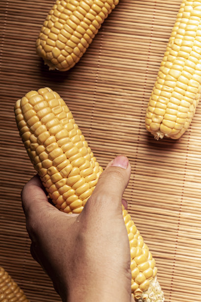 在黑色的背景下，手里拿着香甜的新鲜玉米图片下载