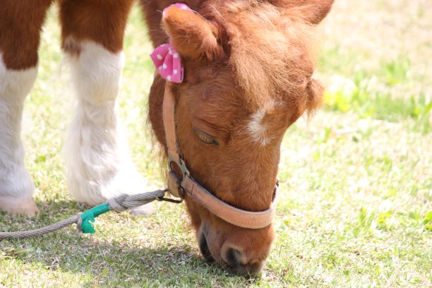 小马在一个美好的夏日吃草图片下载