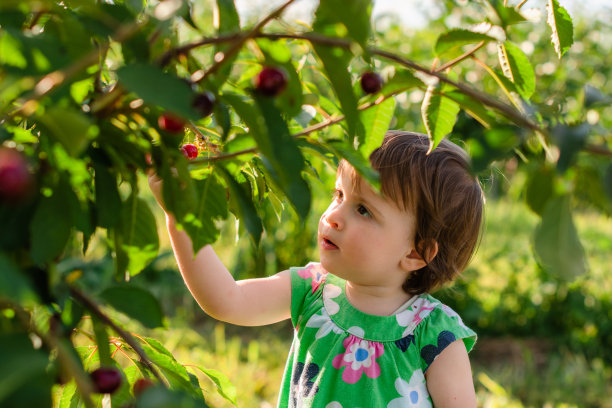 孩子在果园里摘樱桃图片下载