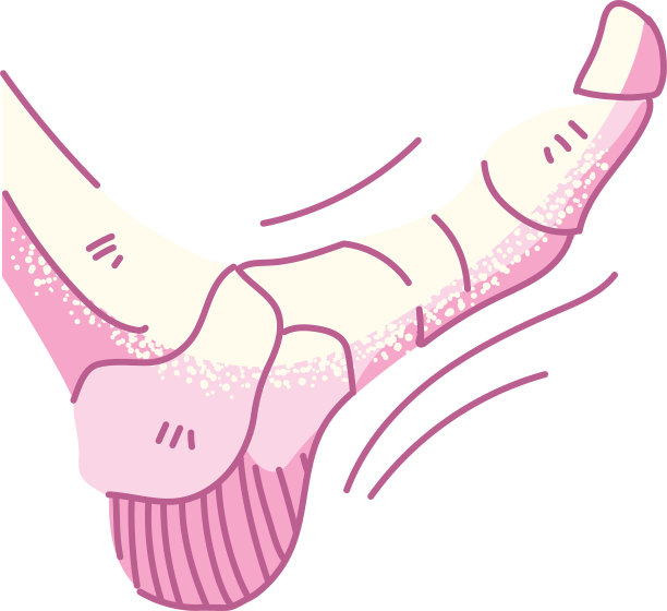 白底上的骨头、脚、身体部分图片下载