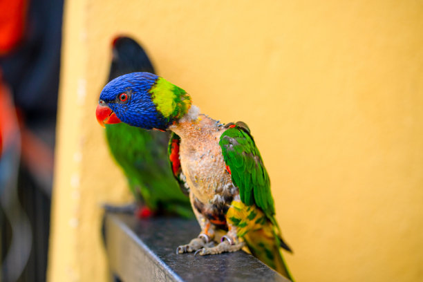 交配游戏彩虹鹦鹉。一只褪了色的鹦鹉粘在一只雌鹦鹉身上图片下载