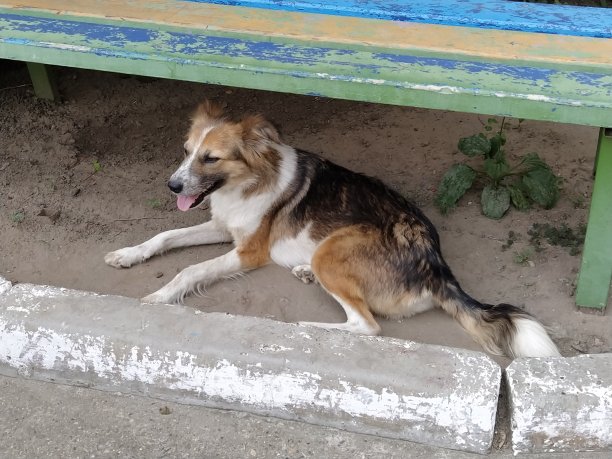 流浪狗躺在长凳下图片下载