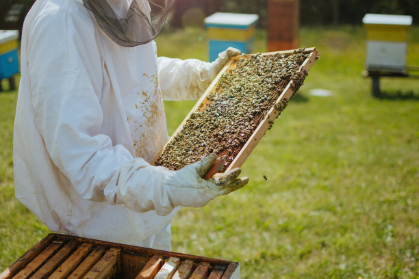 养蜂人在蜂箱上工作图片下载