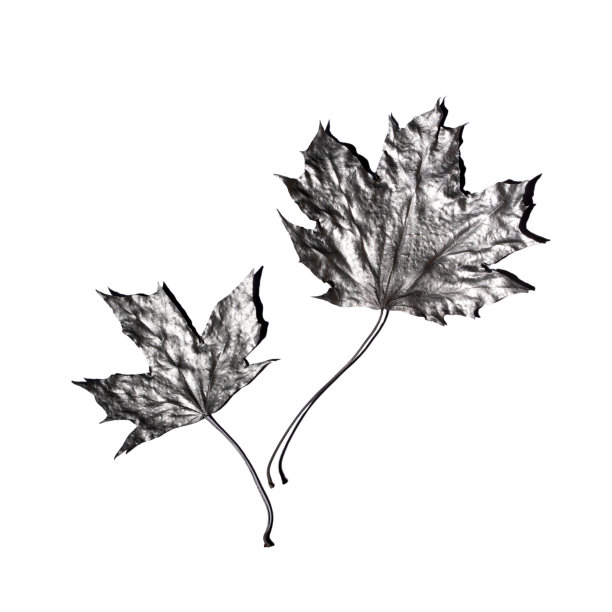 秋天的枫叶银白色。图片下载