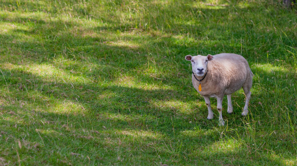 白色的绵羊站在草地上看着镜头图片下载
