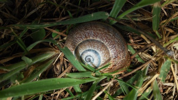 地上的棕色蜗牛壳在树荫下图片下载