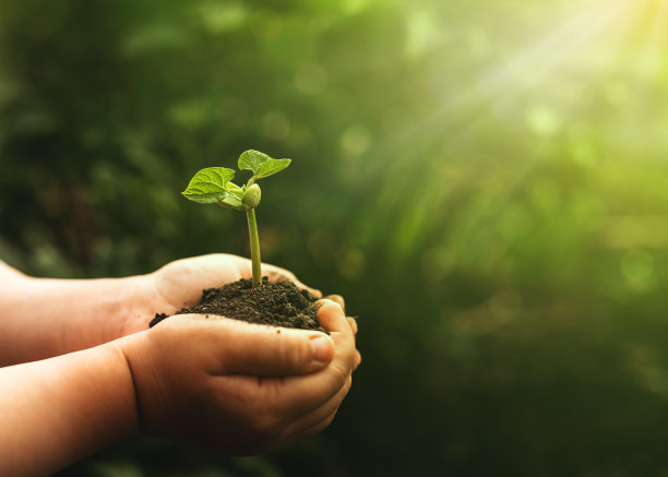 孩子手捧豆植物在模糊的绿色自然背景。环境概念世界地球日图片下载