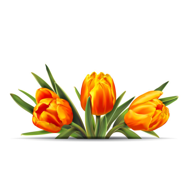 五颜六色的郁金香花束图片下载