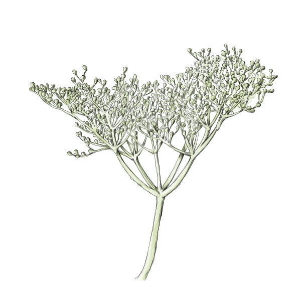 伞形花序上的一些未成熟的接骨木果图片下载