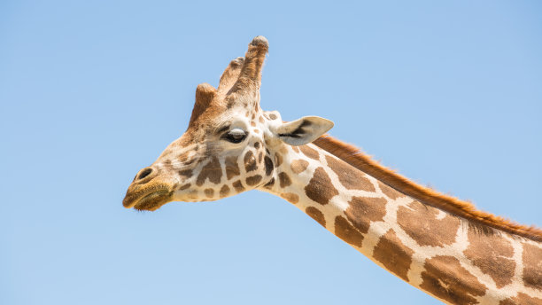 长颈鹿的肖像。近距离长颈鹿在蓝天的背景图片下载